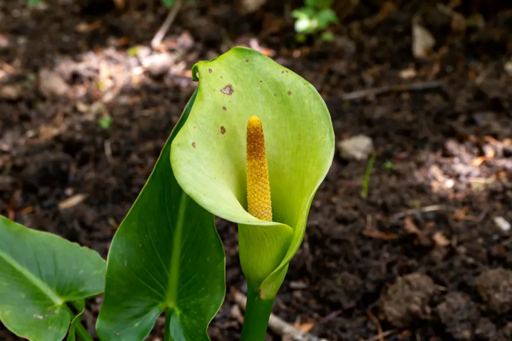 Feuille et spathe verte d'un Arum poussant en sol forestier ombragé