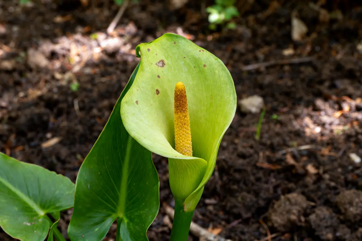 Feuille et spathe verte d'un Arum poussant en sol forestier ombragé