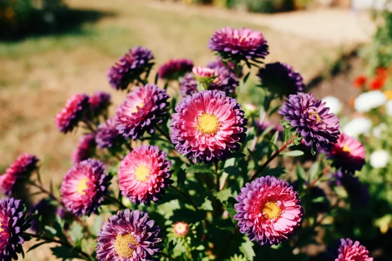 Fleurs d'Aster violettes et roses épanouies dans un jardin ensoleillé