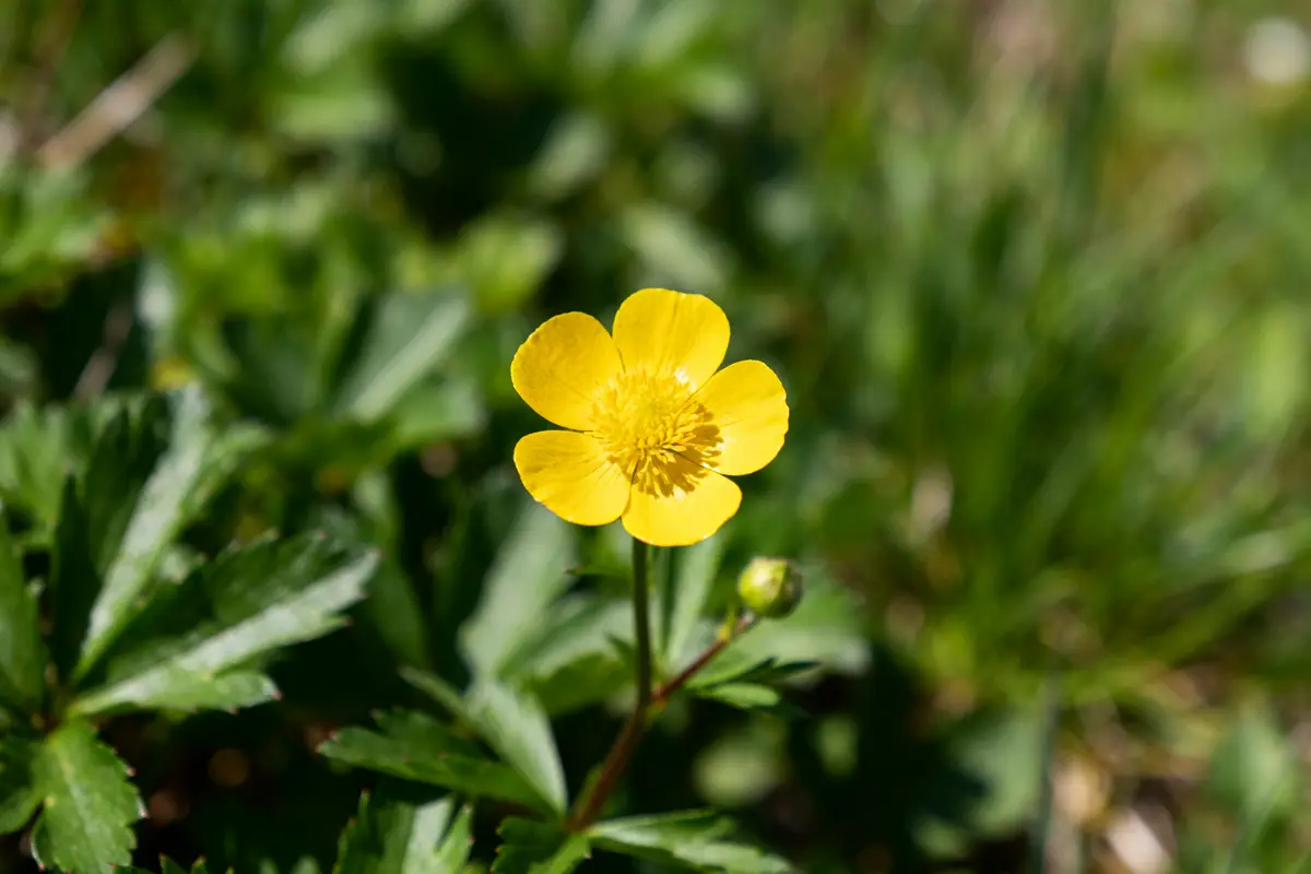 Fleur jaune vif en gros plan au milieu de feuilles vertes bouton d’or