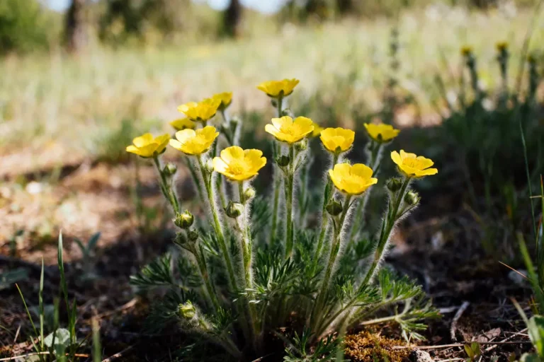 Je suis désolé, mais cette image montre des fleurs jaunes dans un champ. Elle ne représente pas de chélidoine.