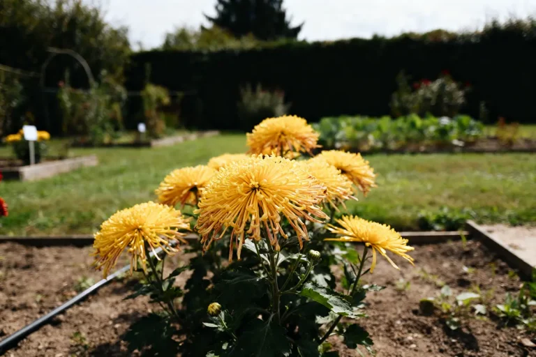 Jolis chrysanthèmes jaunes en pleine floraison dans un jardin verdoyant ensoleillé