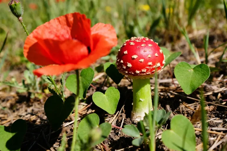 Coquelicot rouge et champignon amanite rouge sous le soleil parmi les herbes vertes