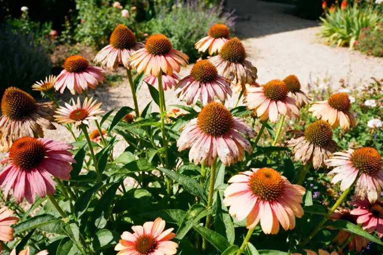 Fleurs d'échinacée roses épanouies dans un jardin ensoleillé et verdoyant