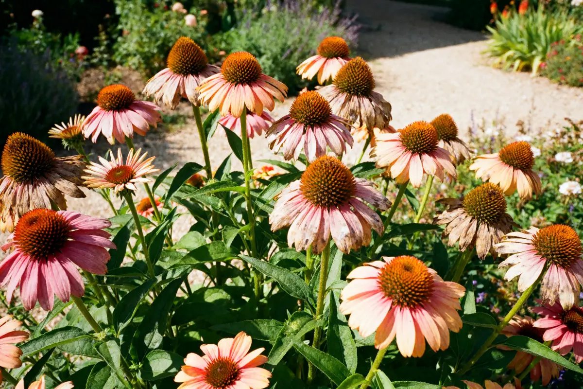 Fleurs d'échinacée roses épanouies dans un jardin ensoleillé et verdoyant