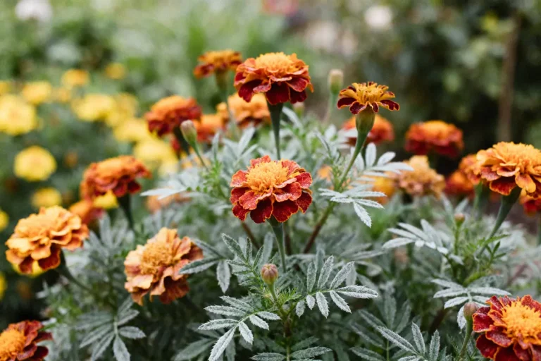 Fleurs orangées et jaunes éclatantes en pleine floraison dans le jardin Gaillarde