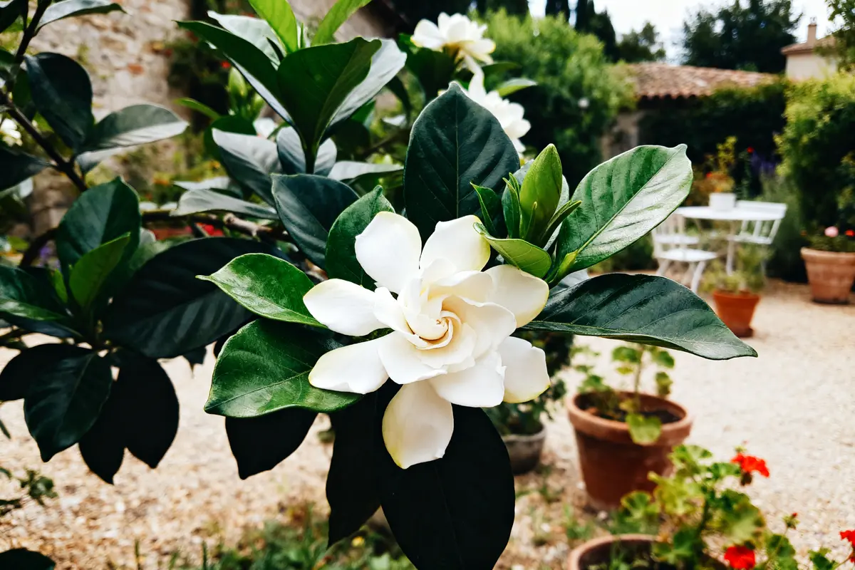 Fleur de gardénia blanche épanouie dans un jardin ensoleillé avec mobilier de jardin