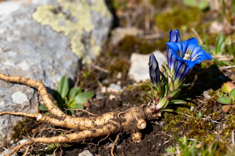 Fleur de gentiane bleue et racine exposée sur terre rocailleuse alpine