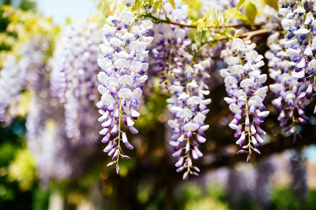 Glycine : variétés, plantation et entretien pour une floraison idéale