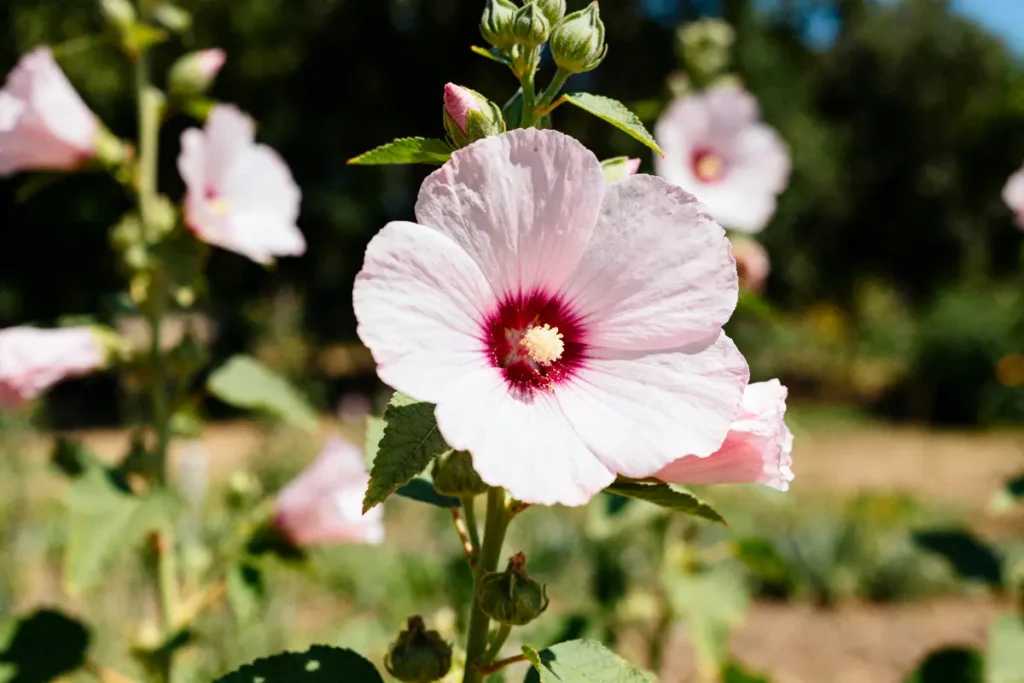 Lavatera rose pâle éclatante en pleine floraison dans un jardin lumineux et verdoyant