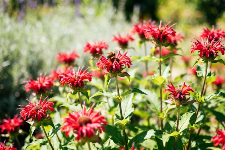 Abeille posée sur une fleur de Monarde rouge en plein jardin estival lumineux