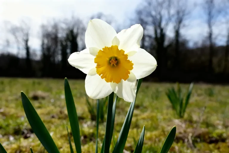 Narcisse blanc et jaune en pleine floraison dans un jardin verdoyant au printemps