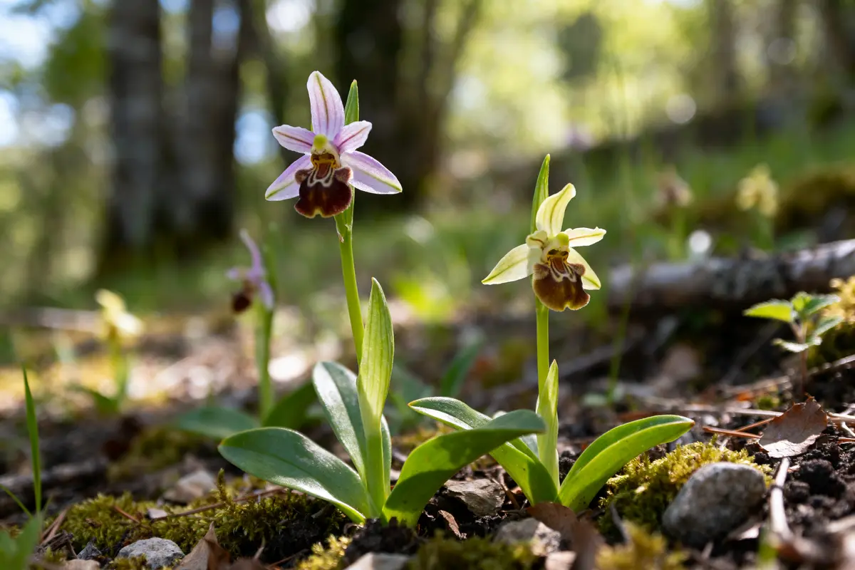Deux orchidées sauvages fleuries dans un sous-bois ensoleillé au printemps