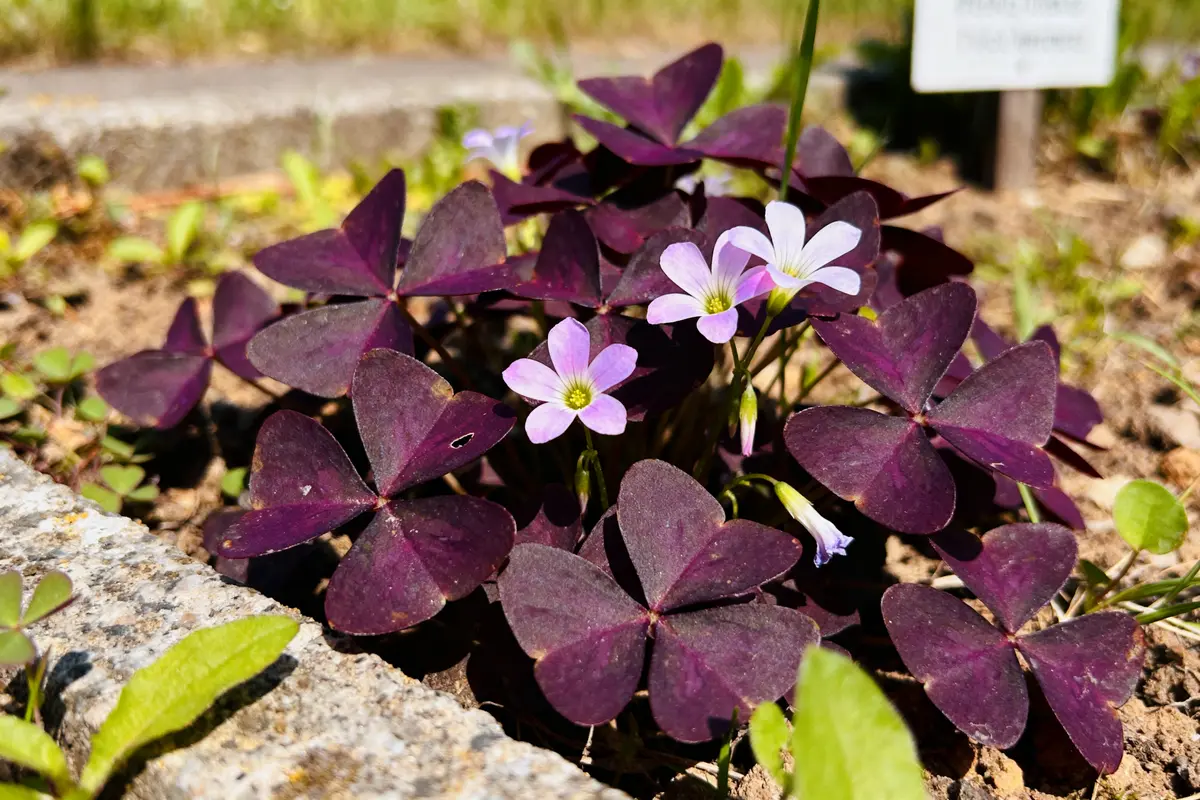Oxalis : Planter, entretenir et profiter de cette plante acidulée