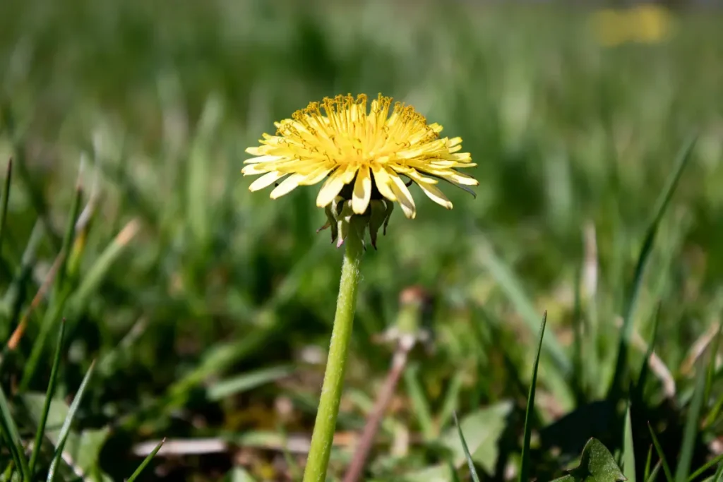 Pâquerette jaune en gros plan au milieu d'une pelouse verte