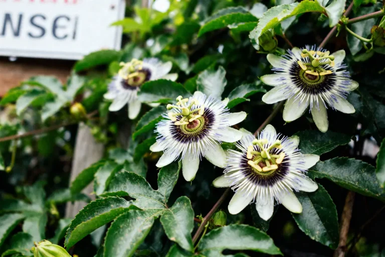 Fleurs de passiflore exotiques avec feuilles vertes en arrière-plan sur une plante grimpante.