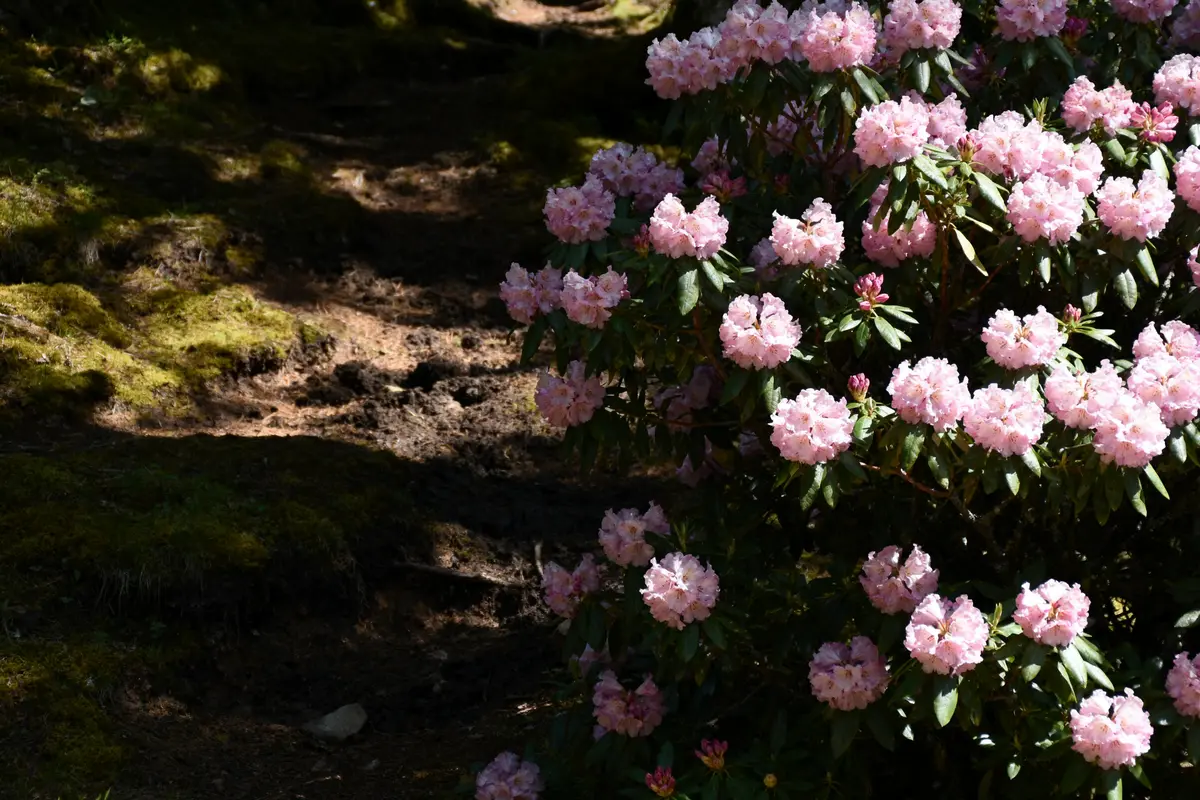 Rhododendron : plantation, entretien et taille faciles