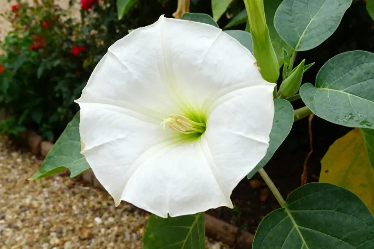 Fleur Belle-de-nuit blanche épanouie avec feuillage vert en arrière-plan jardin fleuri