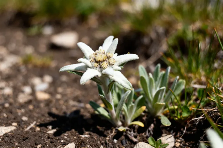 Fleur Edelweiss blanche poussant sur un sol rocailleux de montagne environné de végétation verte