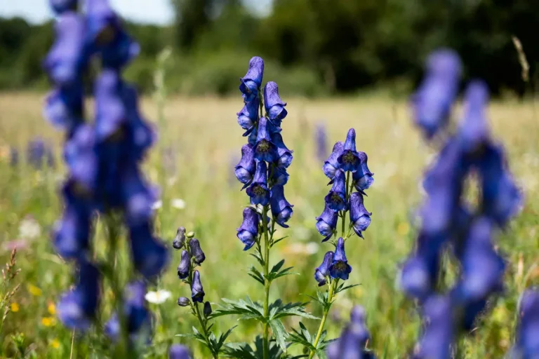 Fleurs violettes d'aconit dans un champ ensoleillé, avec fond flou de verdure et ciel dégagé.