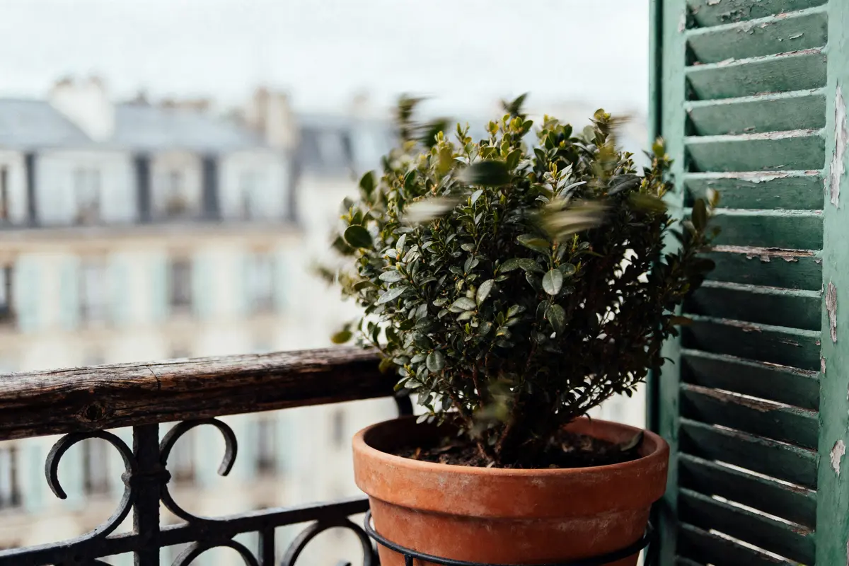 Arbustes pour pot : Découvrez les plus beaux pour votre balcon !