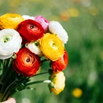 Bouquet de renoncules colorées, rouges, jaunes, blanches, tenu dans une main, avec arrière-plan flou de prairie verte.