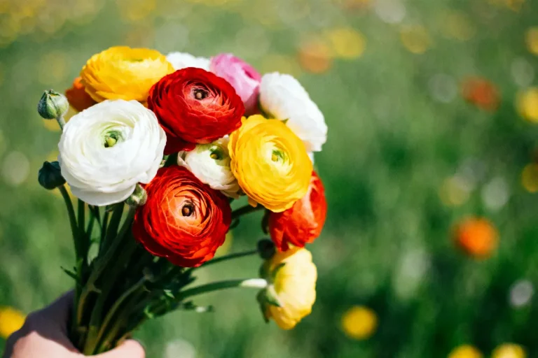 Bouquet de renoncules colorées, rouges, jaunes, blanches, tenu dans une main, avec arrière-plan flou de prairie verte.