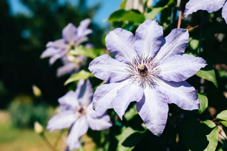 Fleur mauve de clématite sous le soleil, entourée de feuillage vert.