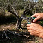 Homme taillant un olivier avec sécateur, vieux tronc d'olivier en arrière-plan, branches coupées au sol.