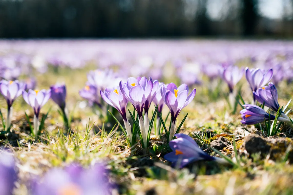 Crocus : Astuces de culture, Variétés et entretien