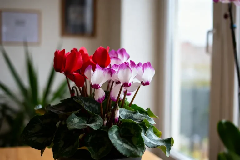 Pot de cyclamens rouges et blancs, feuillage vert, situé près d'une fenêtre lumineuse, intérieur moderne.