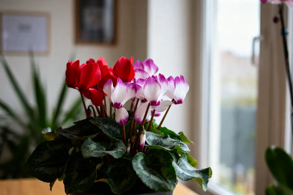 Cyclamen entretien : Guide pratique pour une culture réussie
