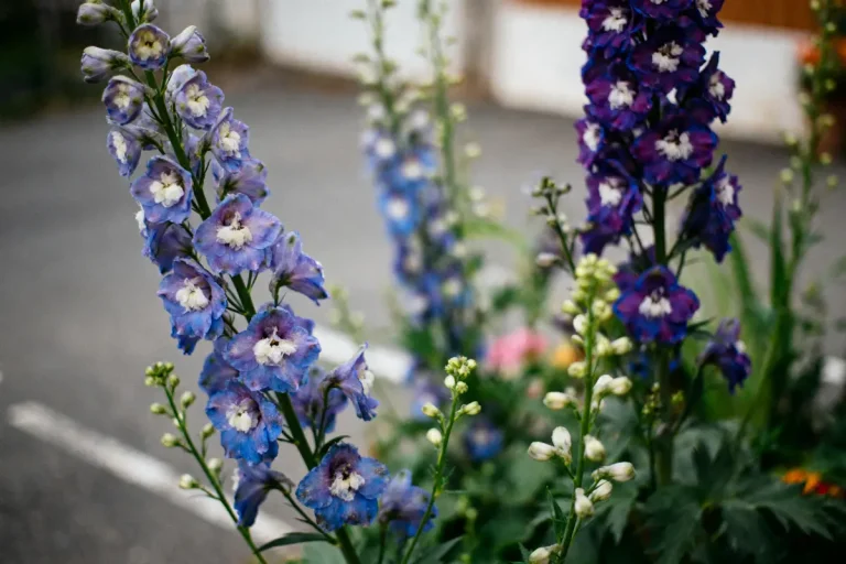 Fleurs de delphiniums violets et bleus, épanouies dans un jardin extérieur flou en arrière-plan.