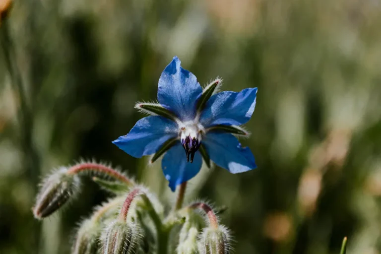 Fleur bleue vibrant au centre, entourée de tiges poilues, fond flou verdâtre. Contexte naturel lumineux.