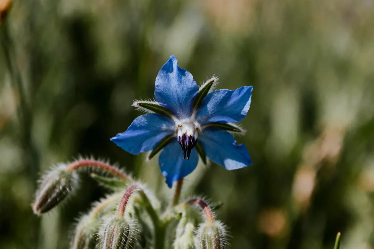Fleur Bourrache : Bienfaits Et Cultures À Découvrir