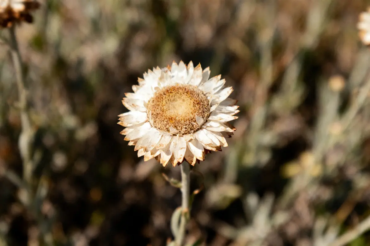 La fleur immortelle : Vertus, utilisations et bienfaits