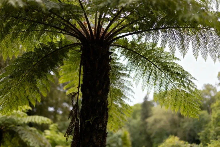 Fougère arborescente avec frondes vertes, forêt tropicale en arrière-plan, lumière naturelle tamisée.
