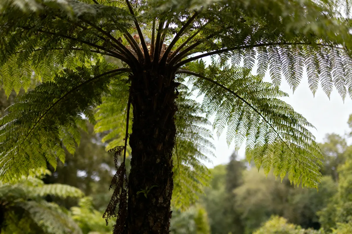 Fougères arborescentes : Variétés, entretien et plantation