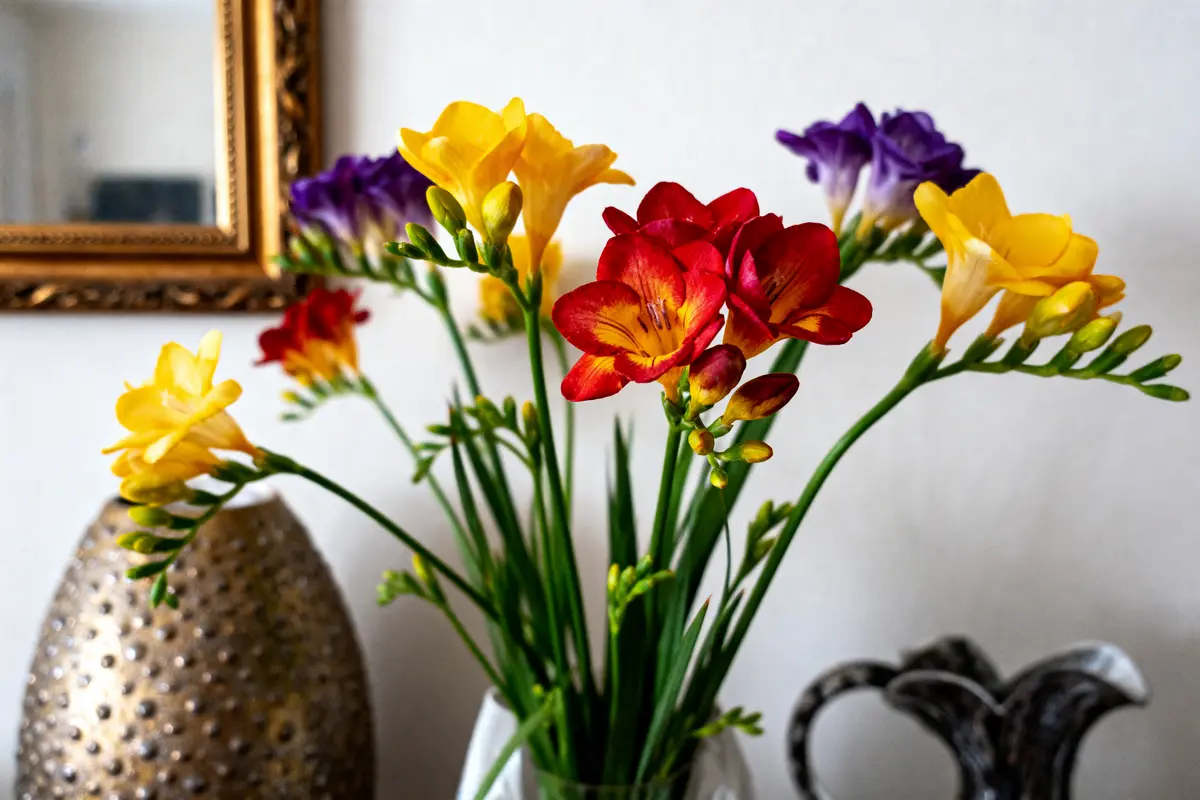 Freesia : Conseils D’entretien Et Plantation Pour Sublimer