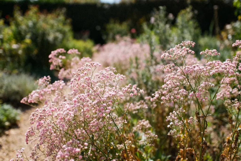 Fleurs roses délicates dans un jardin ensoleillé avec arrière-plan flou de verdure et ciel bleu clair.