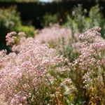 Fleurs roses délicates dans un jardin ensoleillé avec arrière-plan flou de verdure et ciel bleu clair.