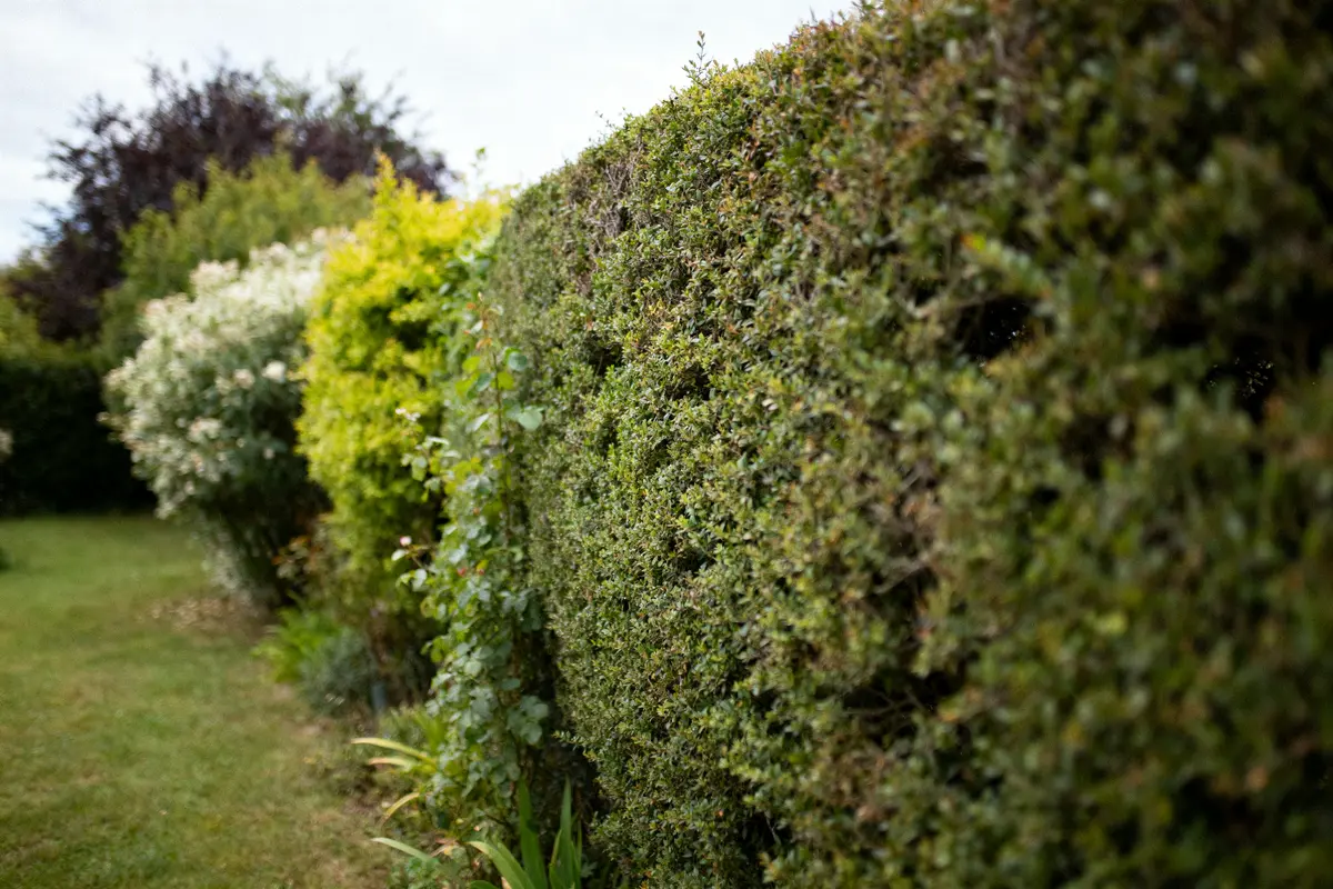 Haie de jardin : Guide pour choisir et acheter vos plantes