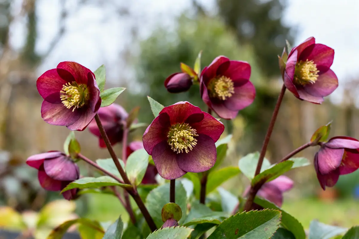 Hellébore : Comment planter et entretenir cette fleur d’hiver ?