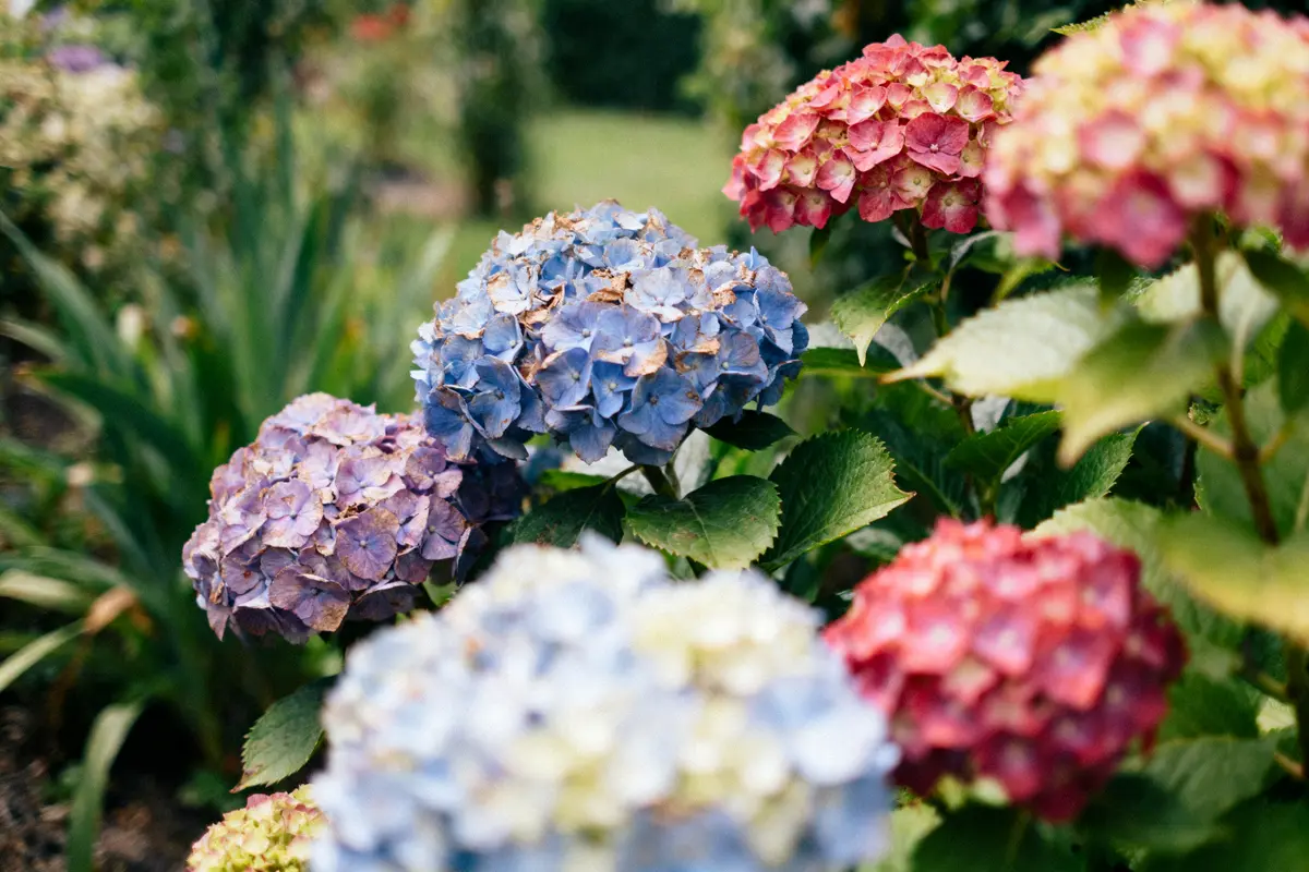Hortensia : Variétés, entretien et achat en ligne