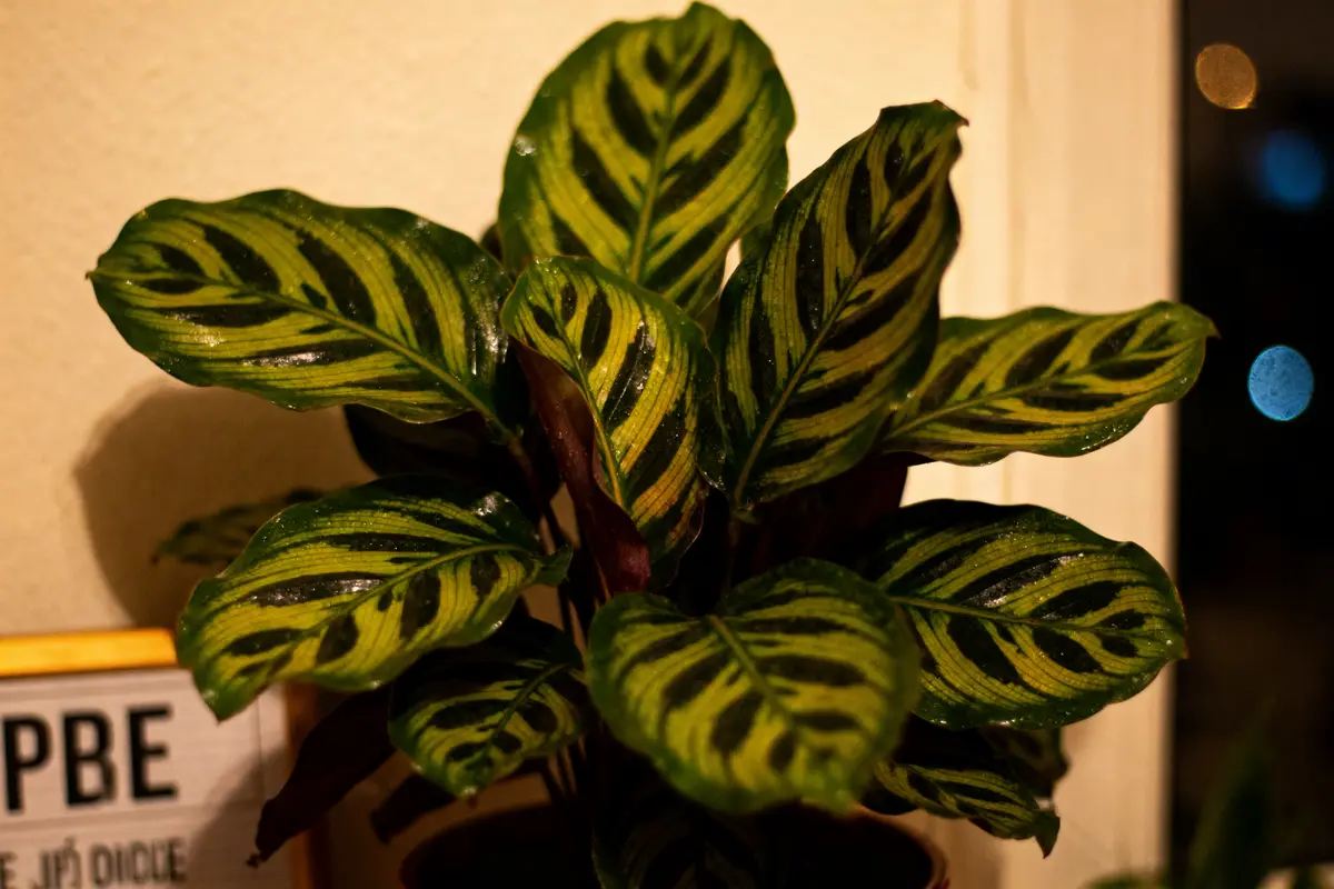 Maranta : Guide pratique d’entretien et rempotage !