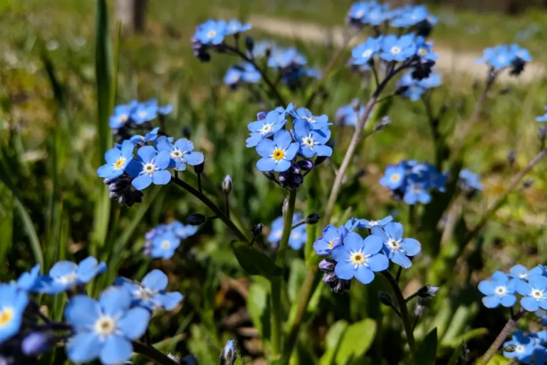 Fleurs de myosotis bleues en gros plan, entourées de verdure floue en arrière-plan.