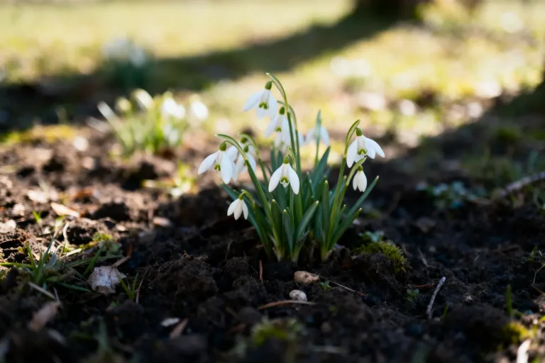 Fleurs blanches de perce-neige sur sol sombre, éclairées par une douce lumière du soleil.