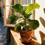 Plante en pot éclairée par le soleil, posée sur un rebord de fenêtre dans une pièce lumineuse.
