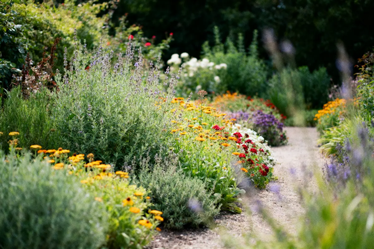 Plantes et fleurs vivaces : Nos meilleures astuces de jardinage