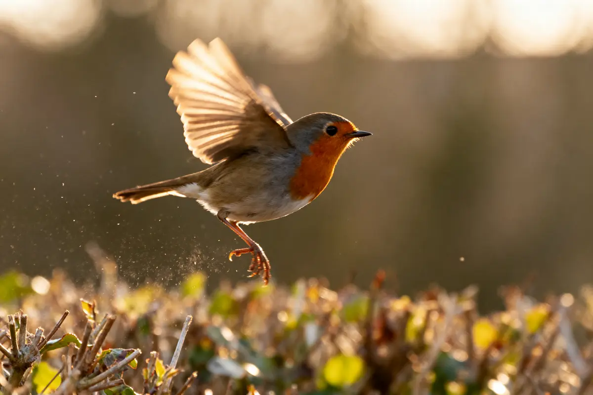 Rouge Gorge Oiseau Photo : Collections Et Astuces À Découvrir !